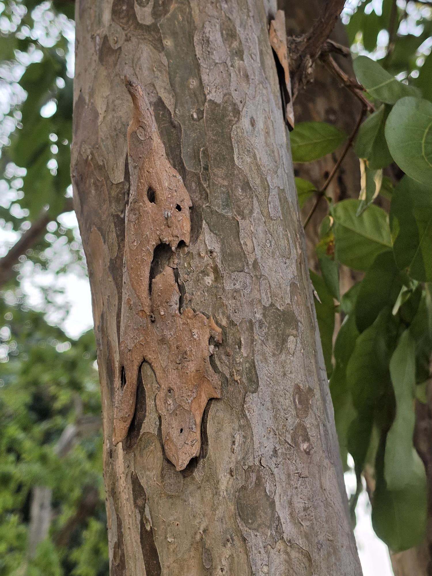 ตะแบกนา (trunk)