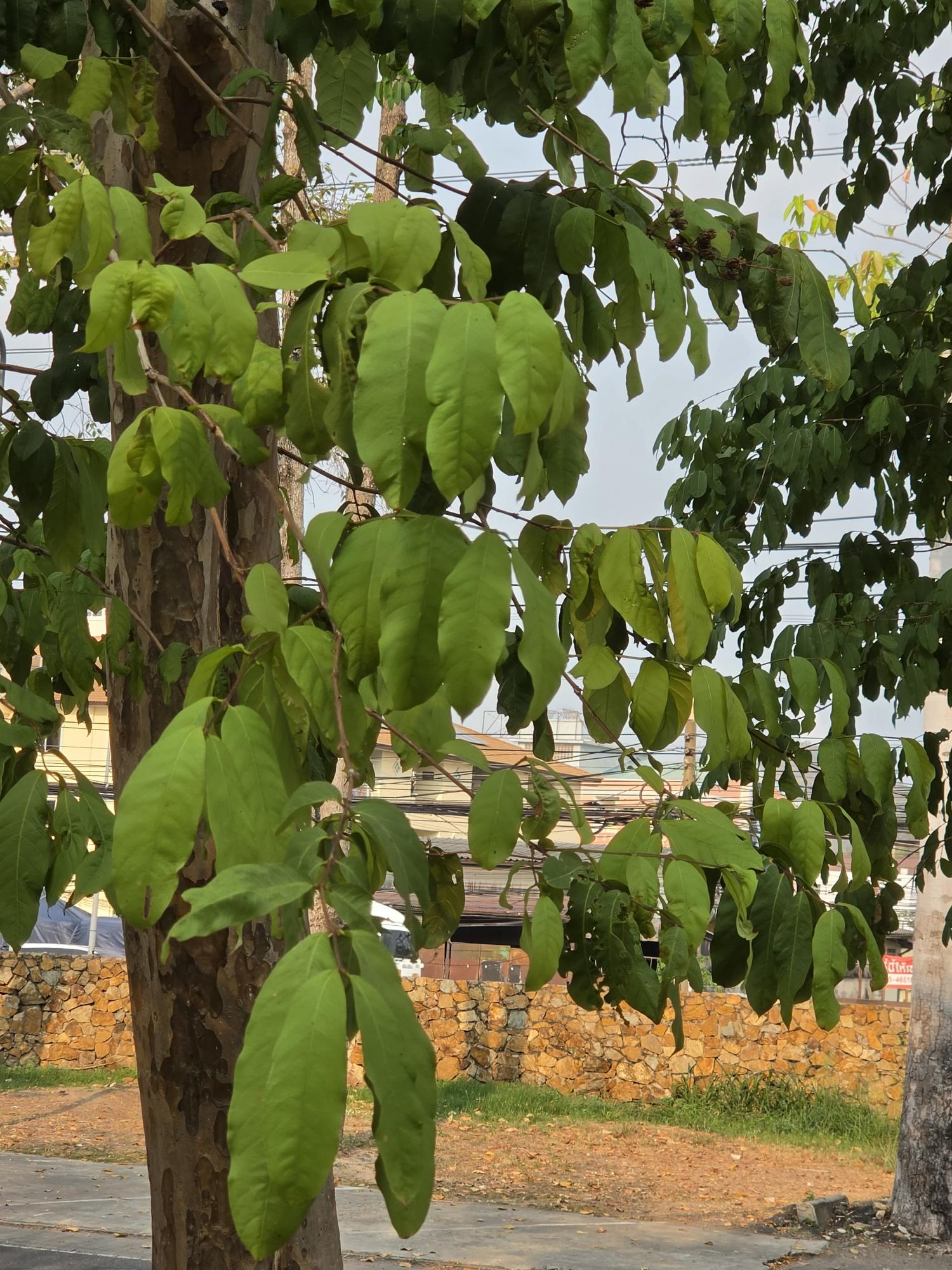 ตะแบกนา (leaf)