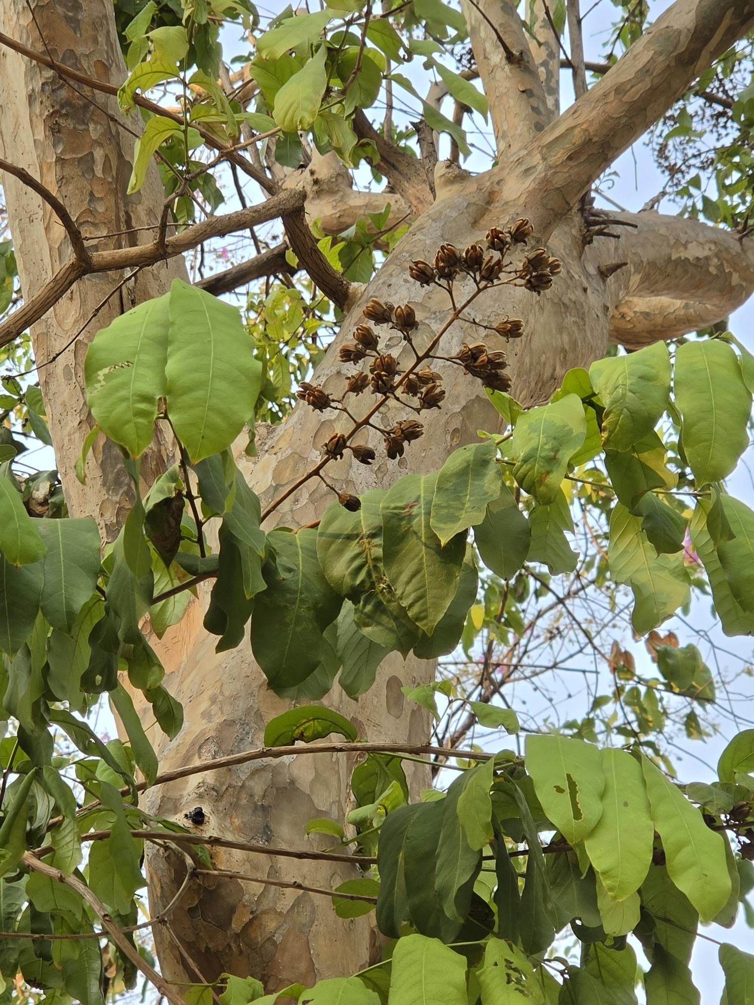 ตะแบกนา (leaf)