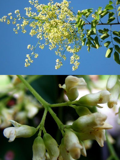 พะยูง (flower)