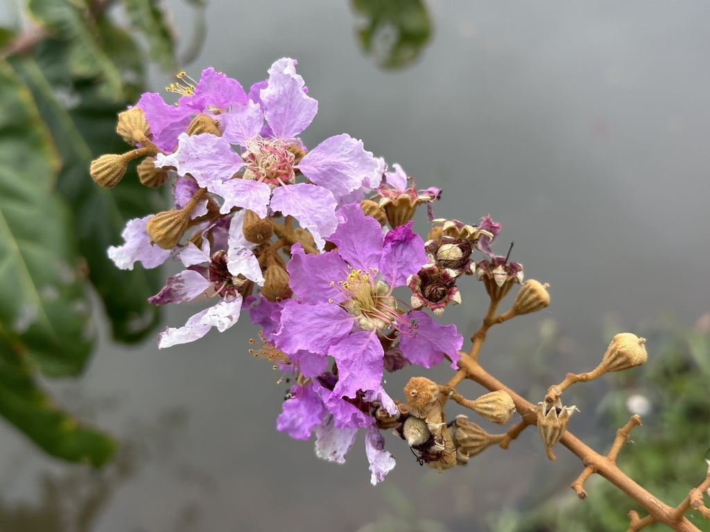 ตะแบกนา (flower)