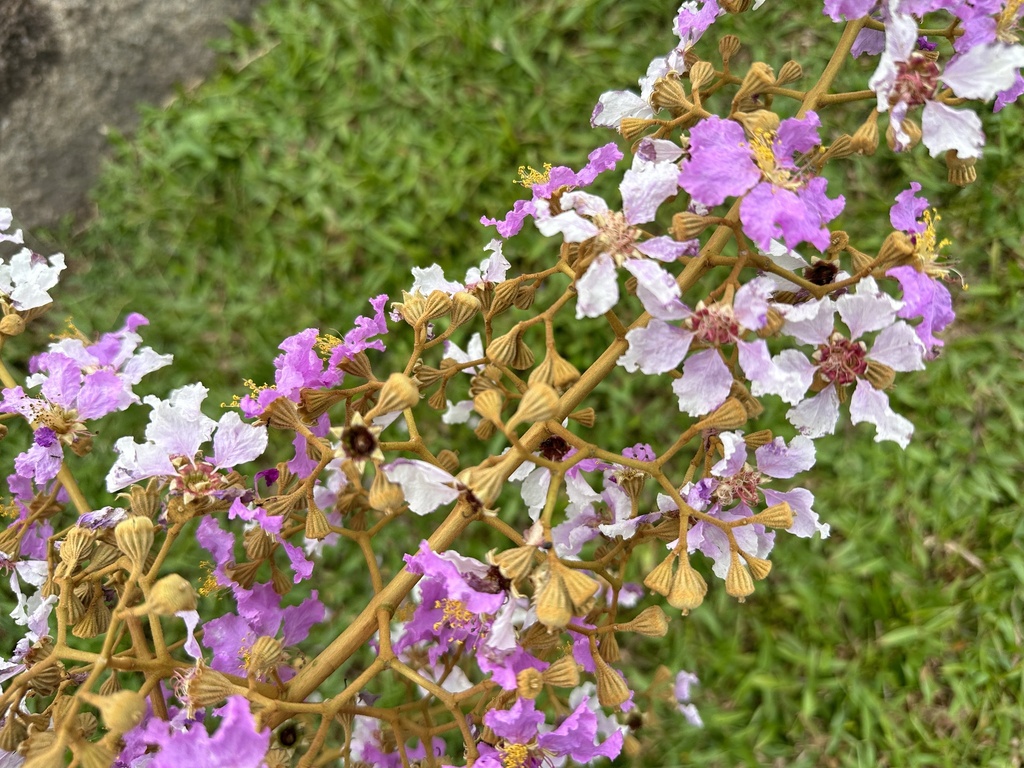 ตะแบกนา (flower)