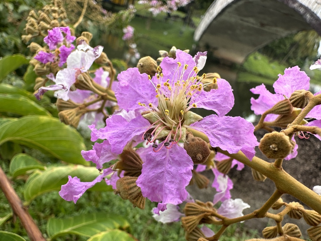 ตะแบกนา (flower)