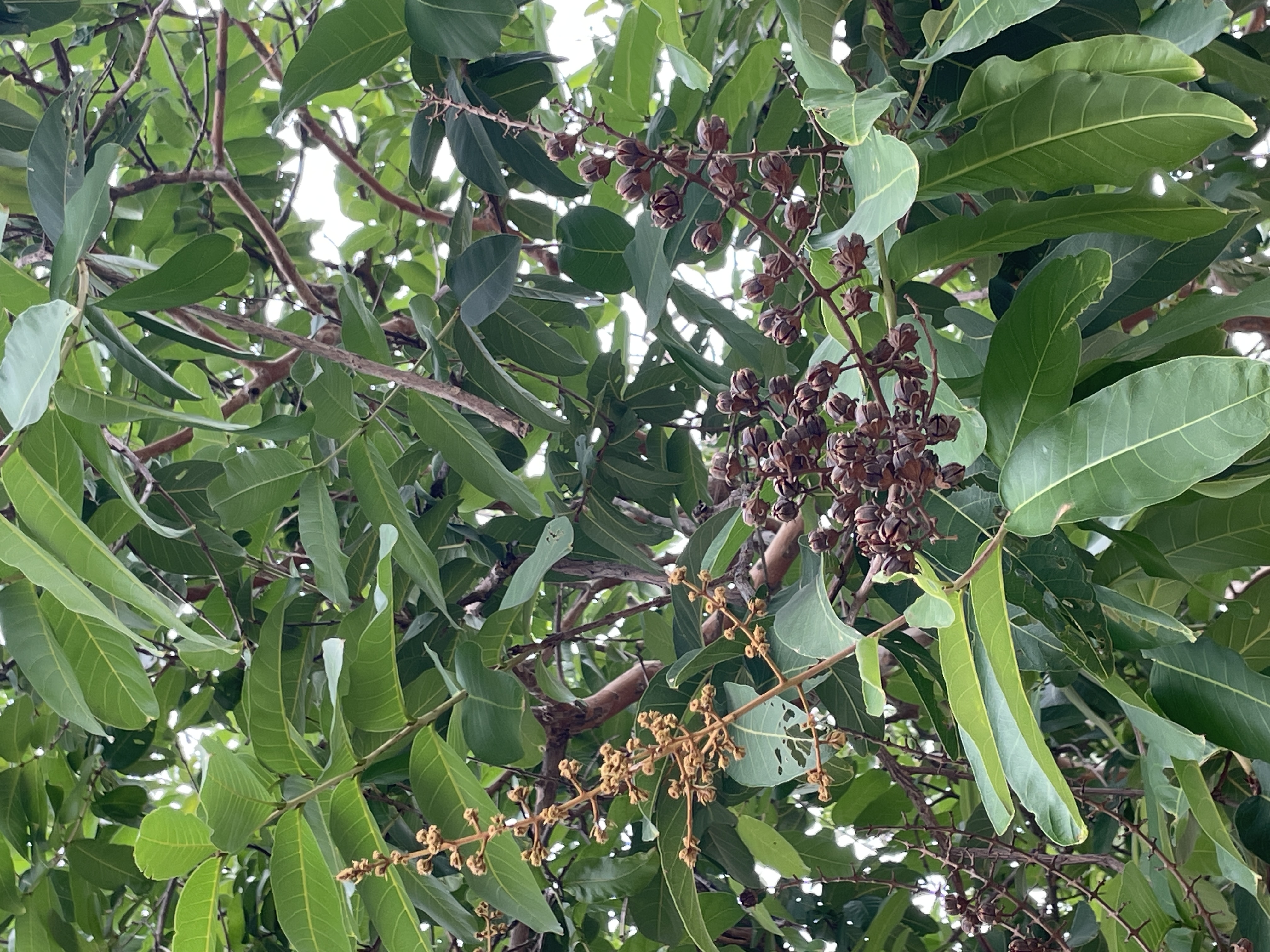 ตะแบกเปลือกบาง (fruit)