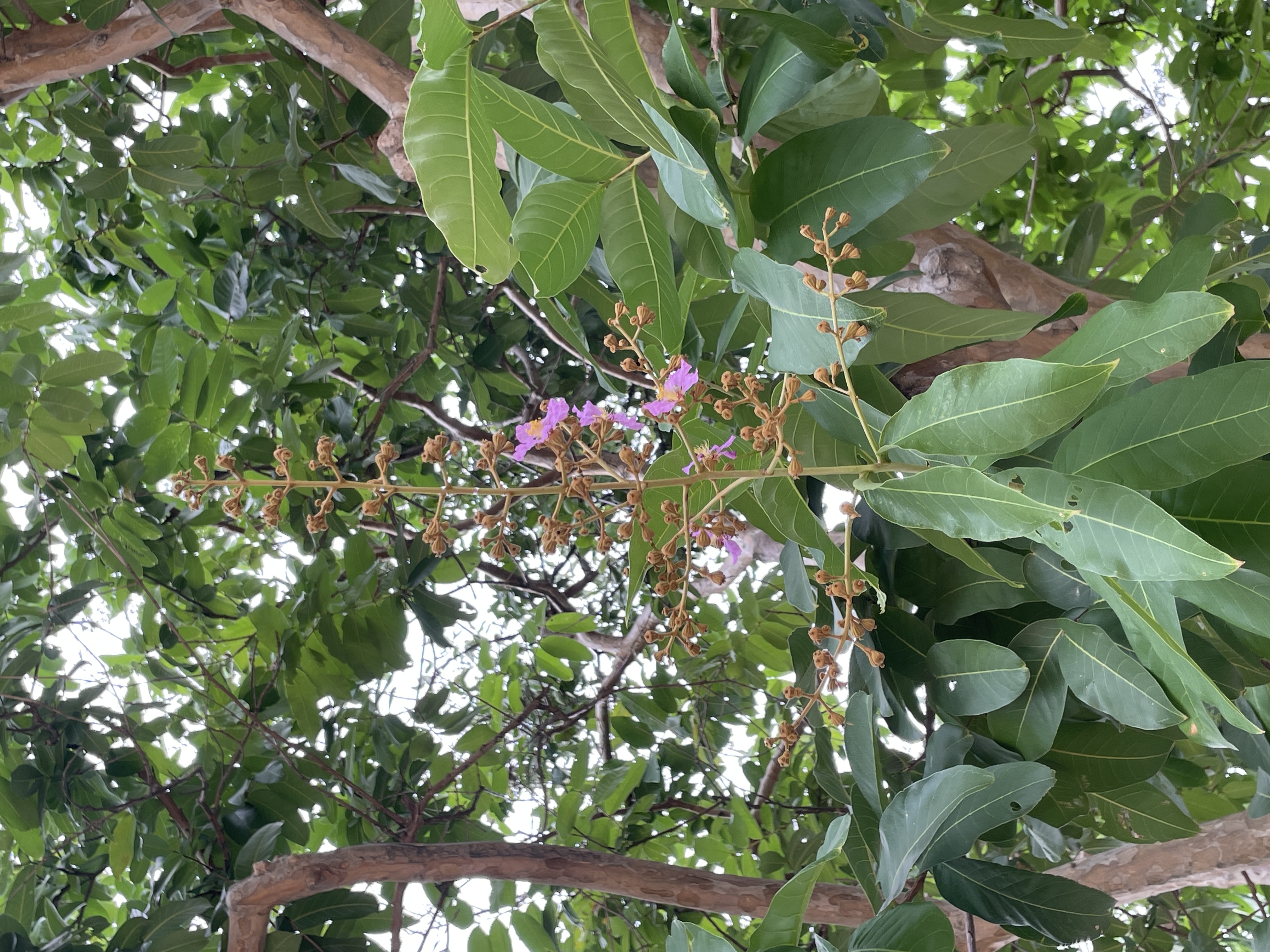 ตะแบกเปลือกบาง (flower)