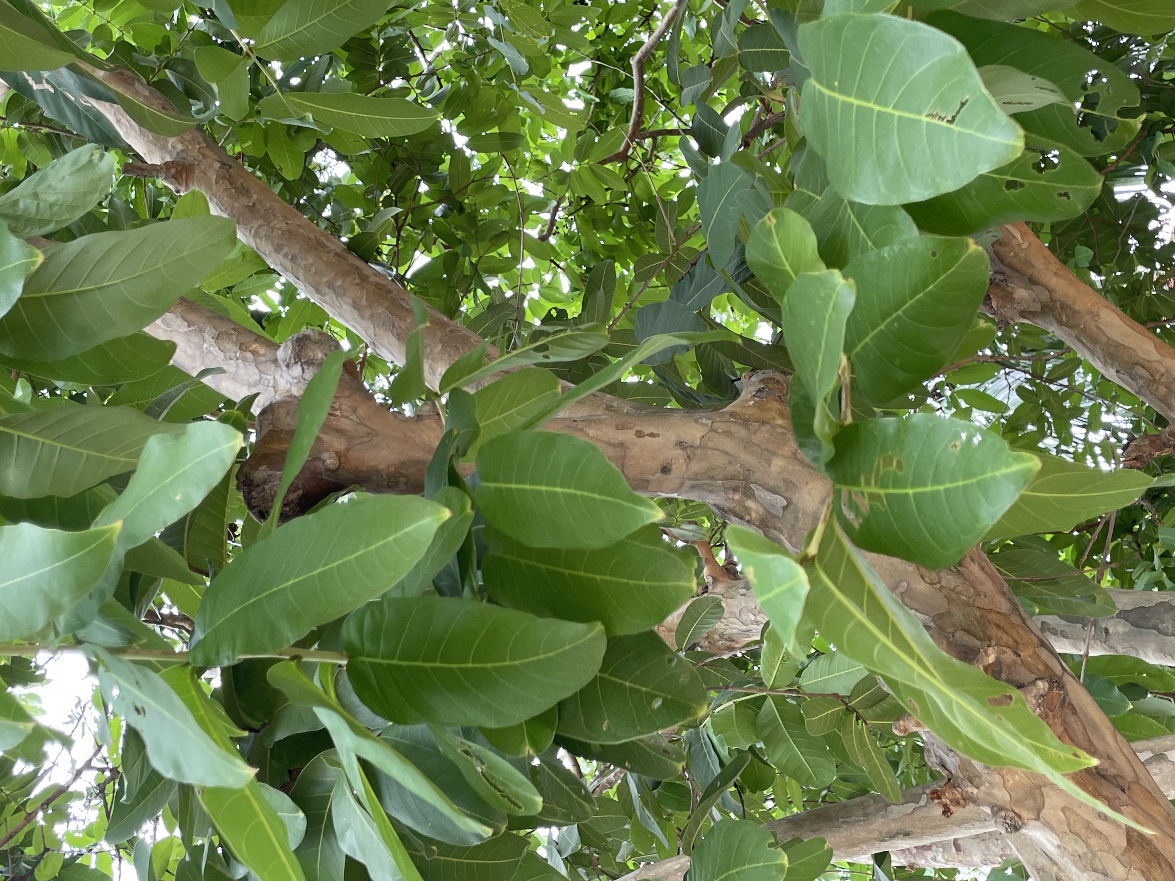 ตะแบกเปลือกบาง (leaf)