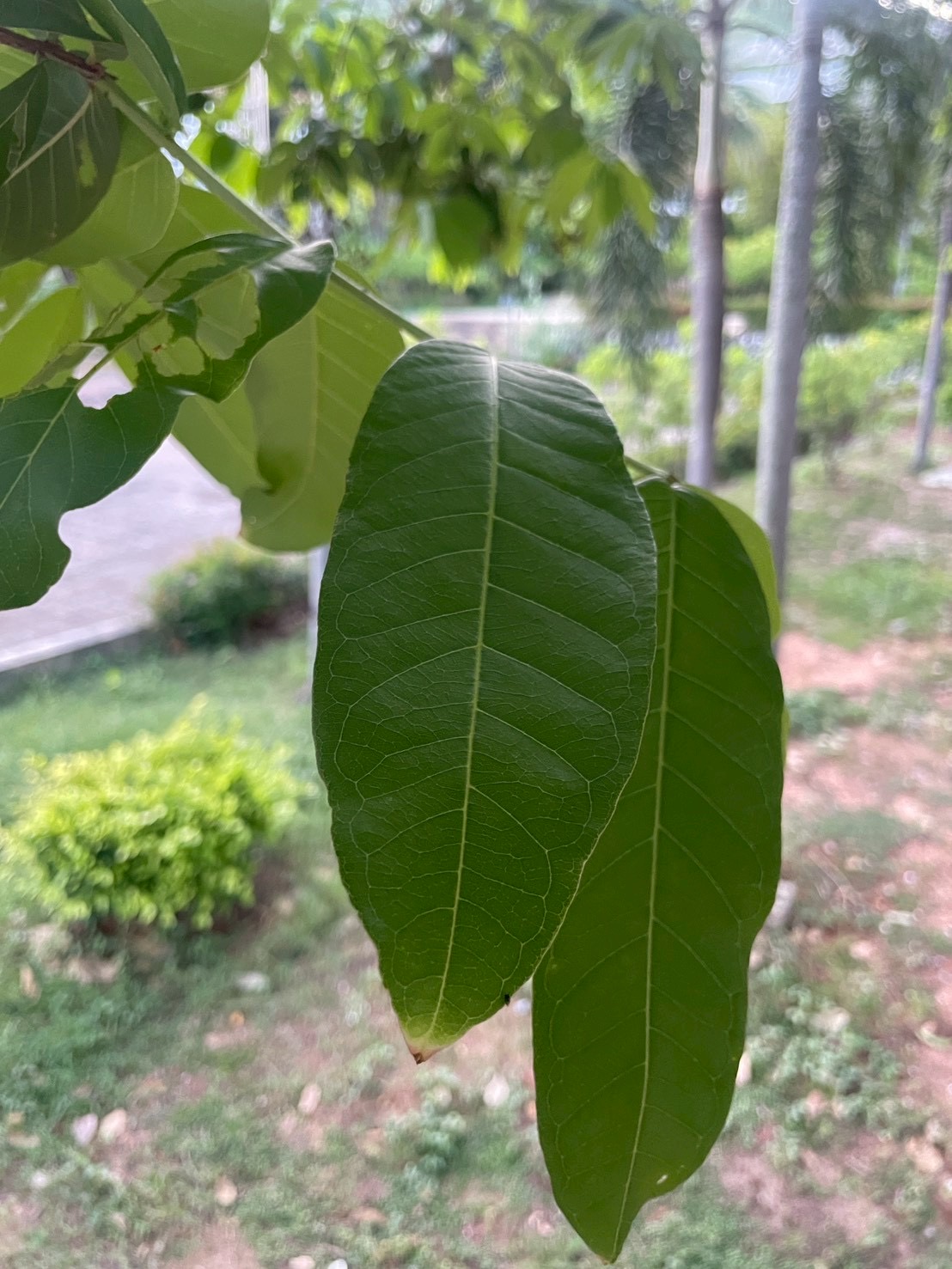 ตะแบกเปลือกบาง (leaf)