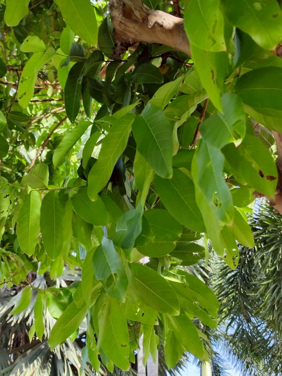 ตะแบกเปลือกบาง (leaf)