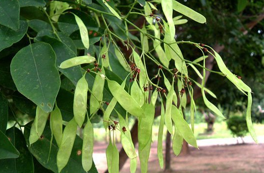 พะยูง (fruit)