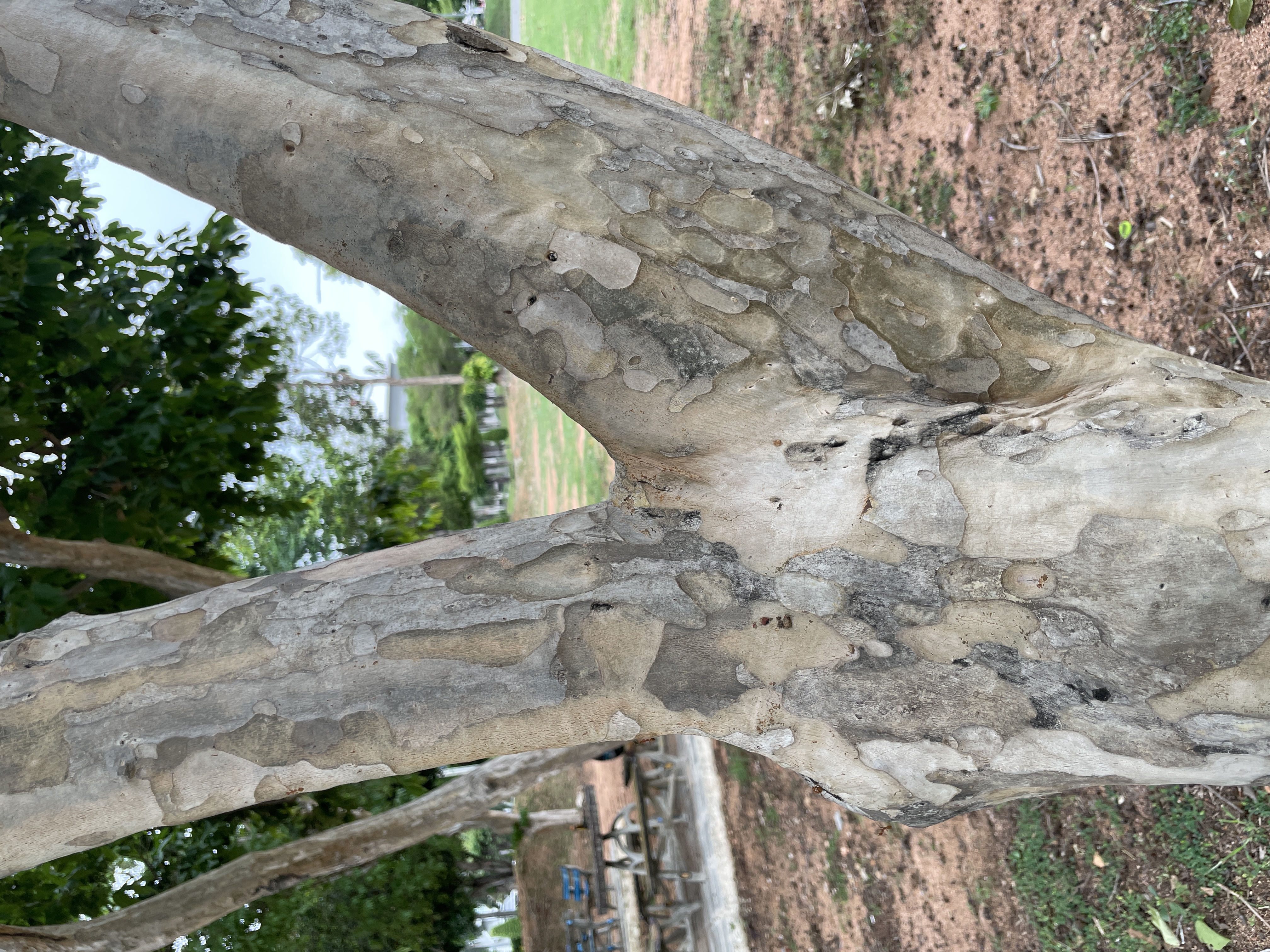 ตะแบกเปลือกบาง (trunk)