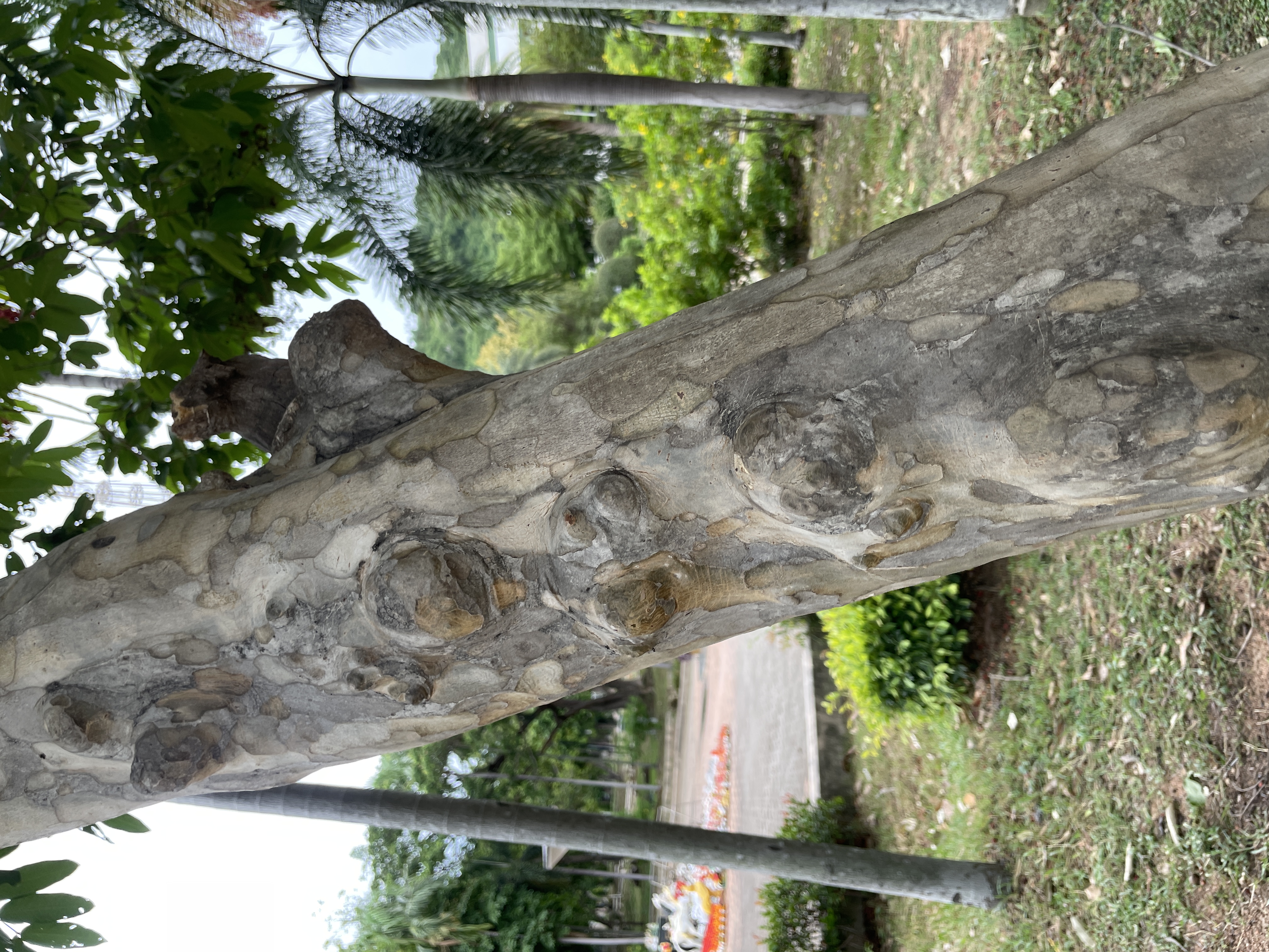 ตะแบกเปลือกบาง (trunk)