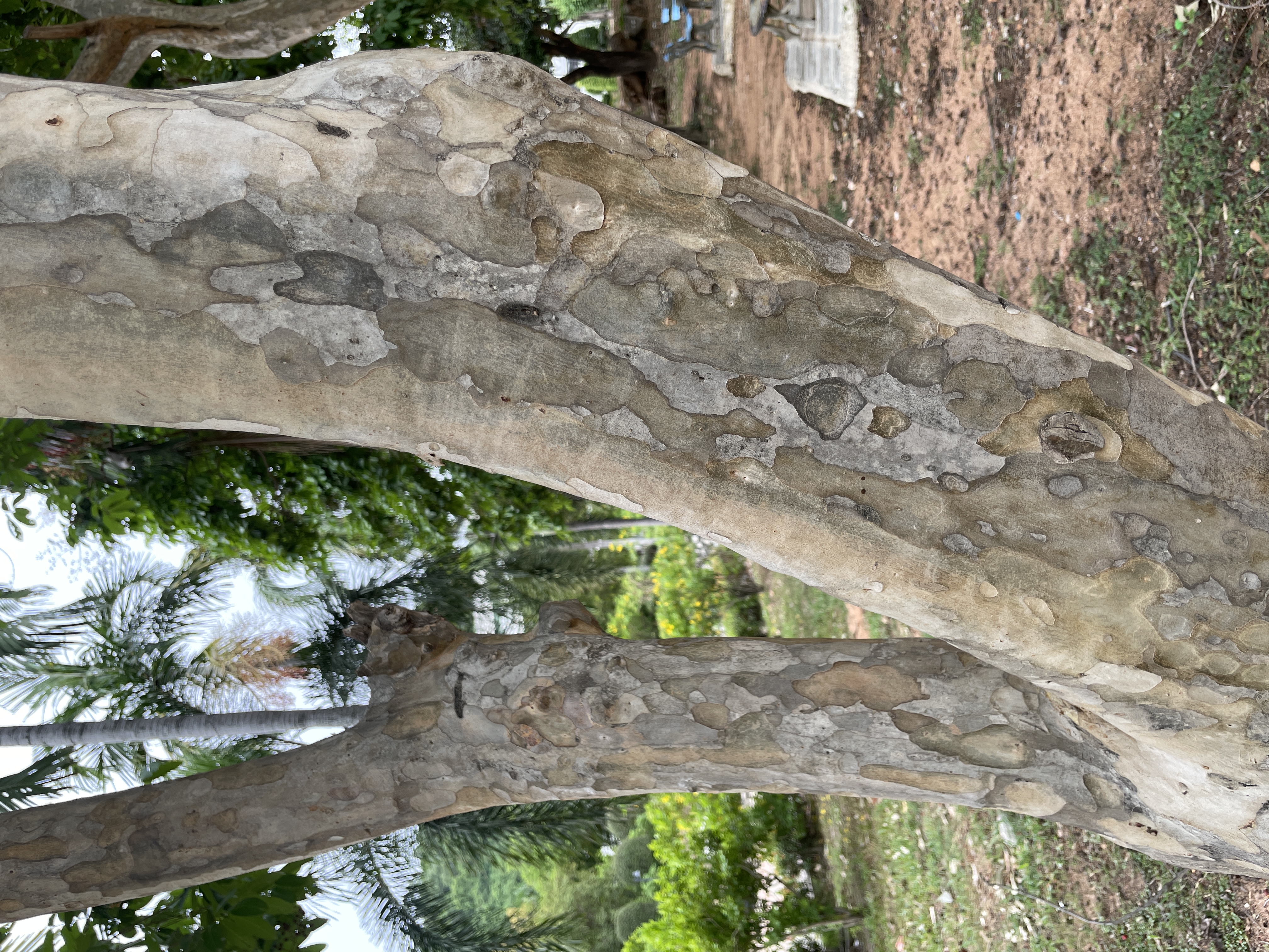 ตะแบกเปลือกบาง (trunk)