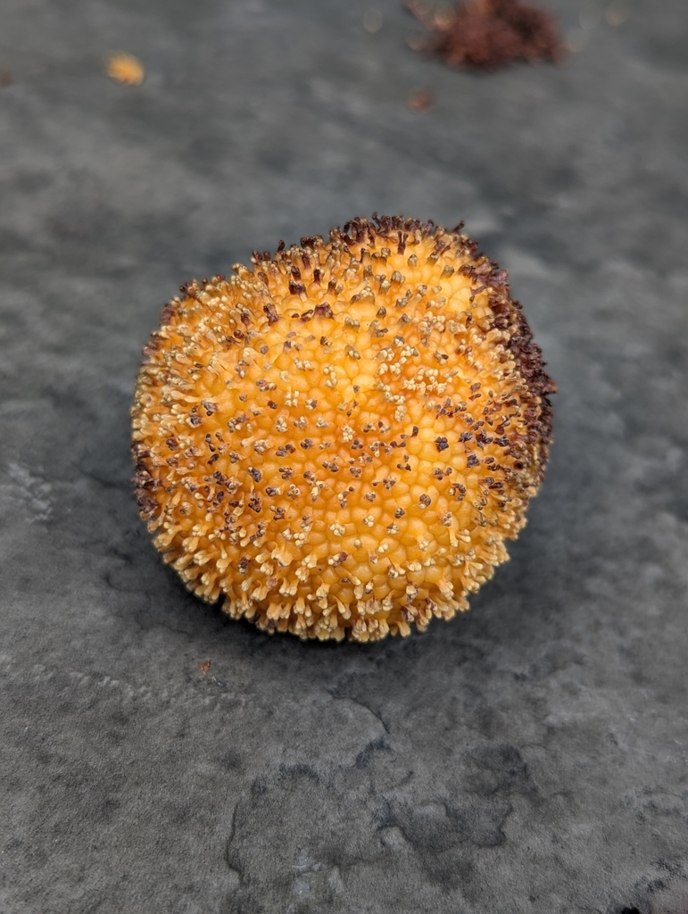 ตะกู (fruit)