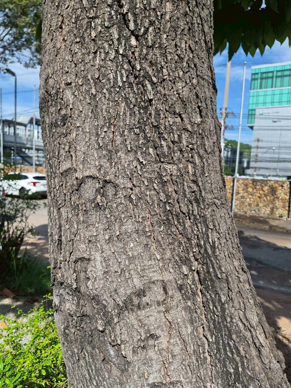 ตะกู (trunk)