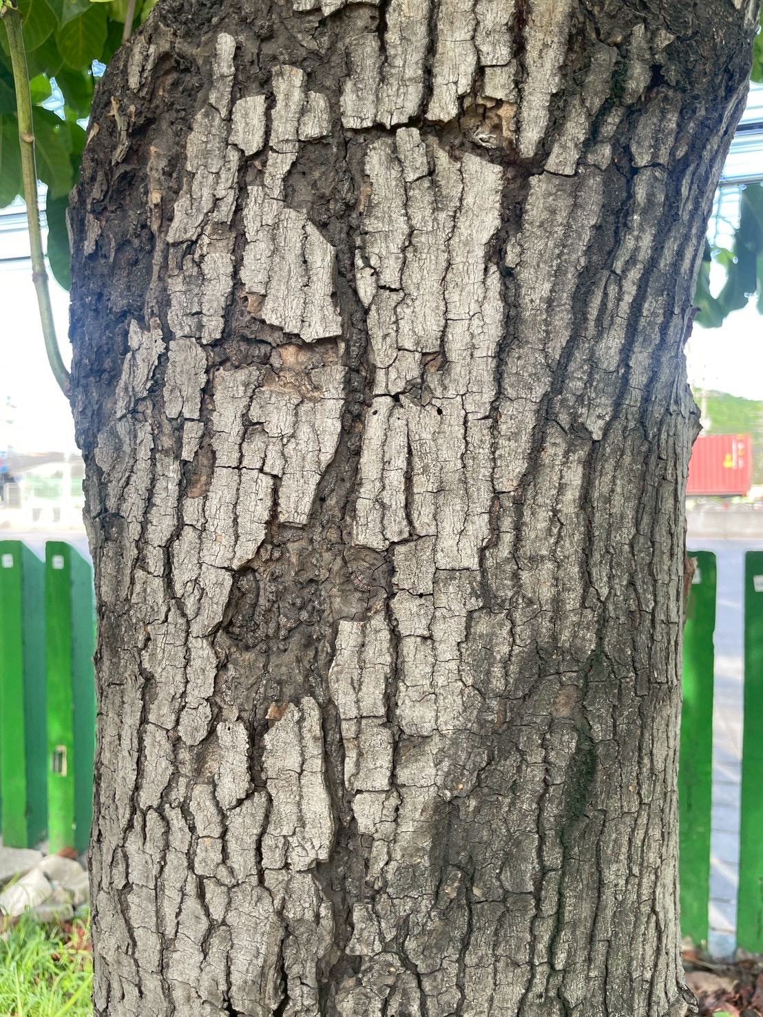 ตะกู (trunk)
