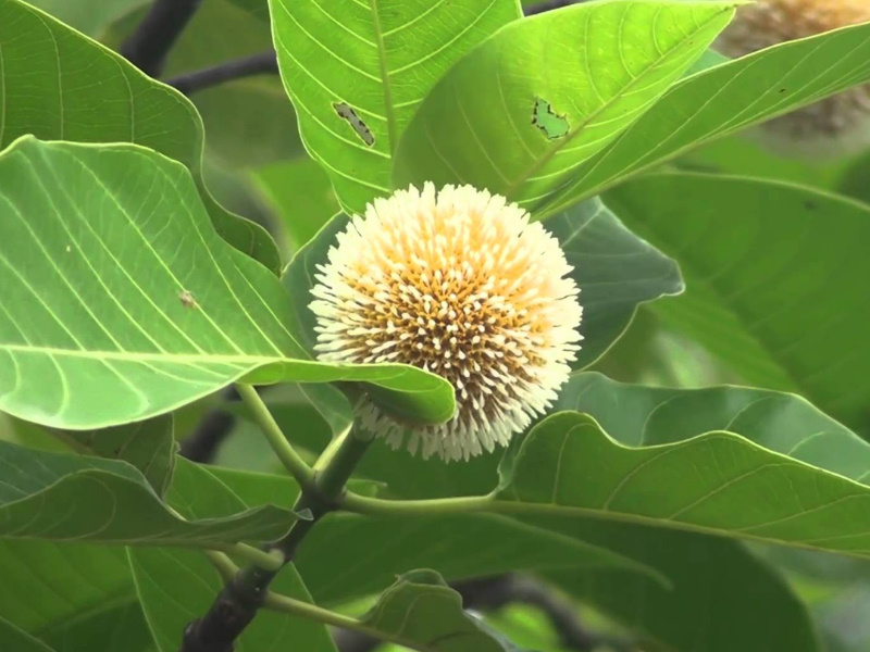 ตะกู (flower)