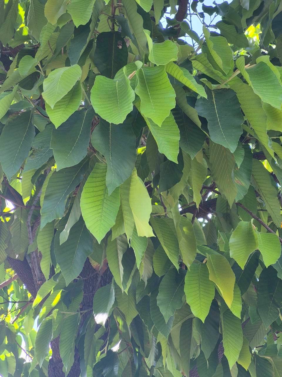 ตะกู (leaf)