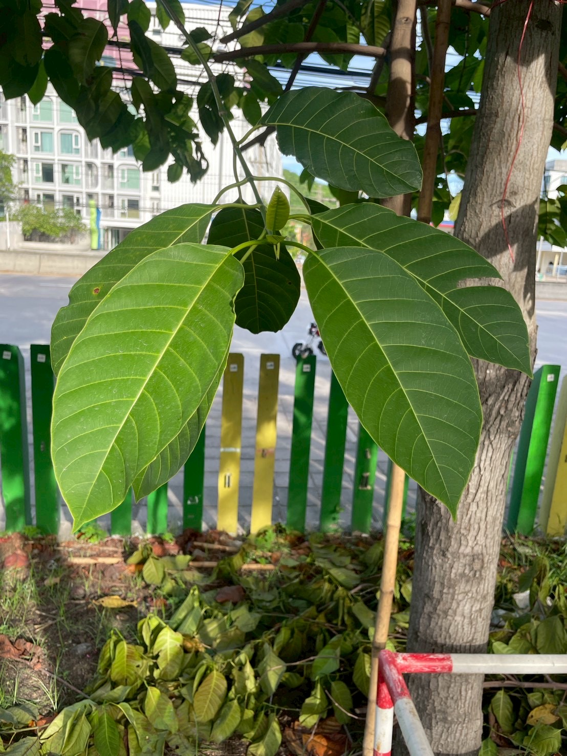 ตะกู (leaf)