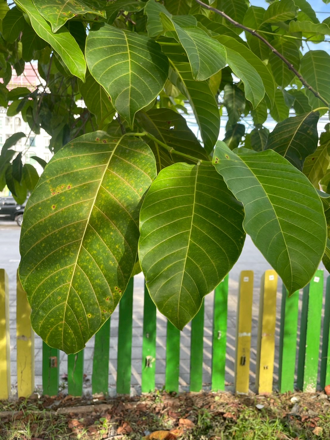 ตะกู (leaf)
