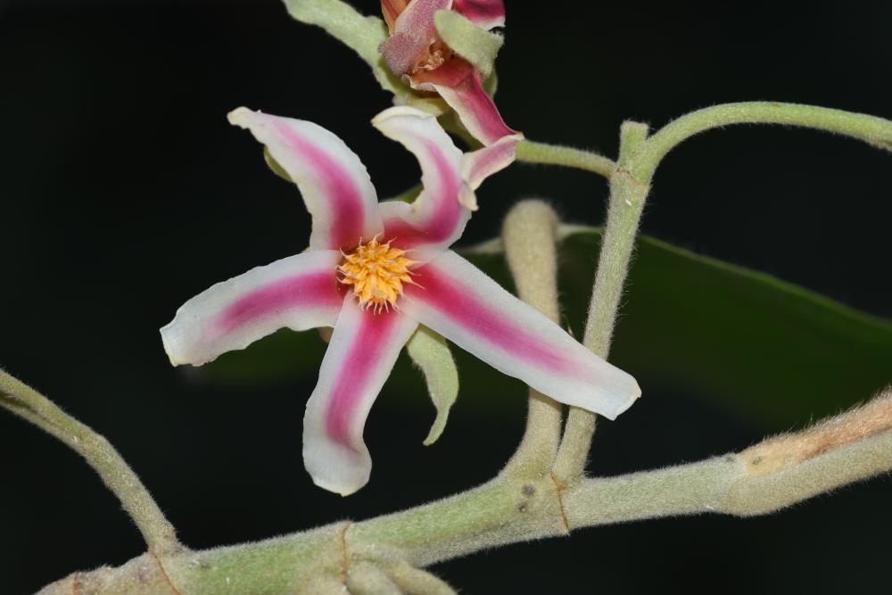 ยางนา (flower)