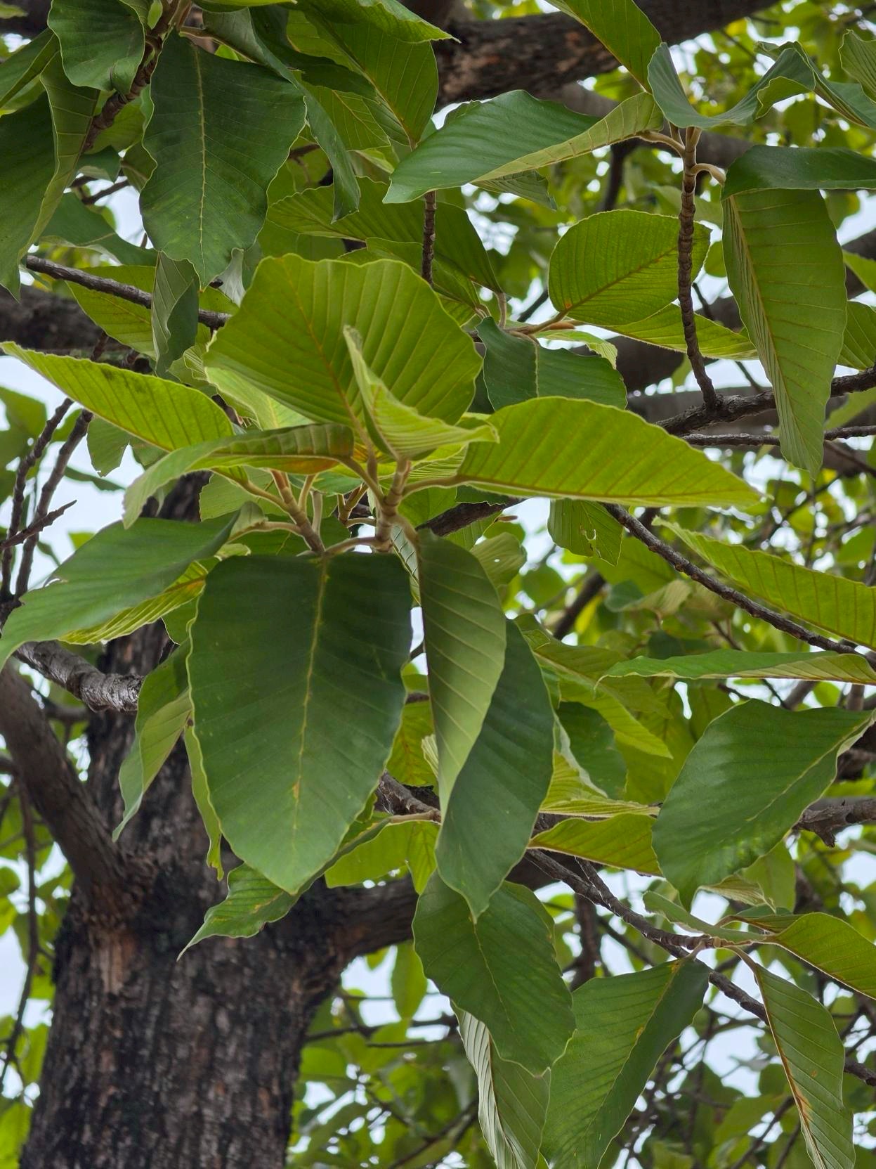 ยางนา (leaf)