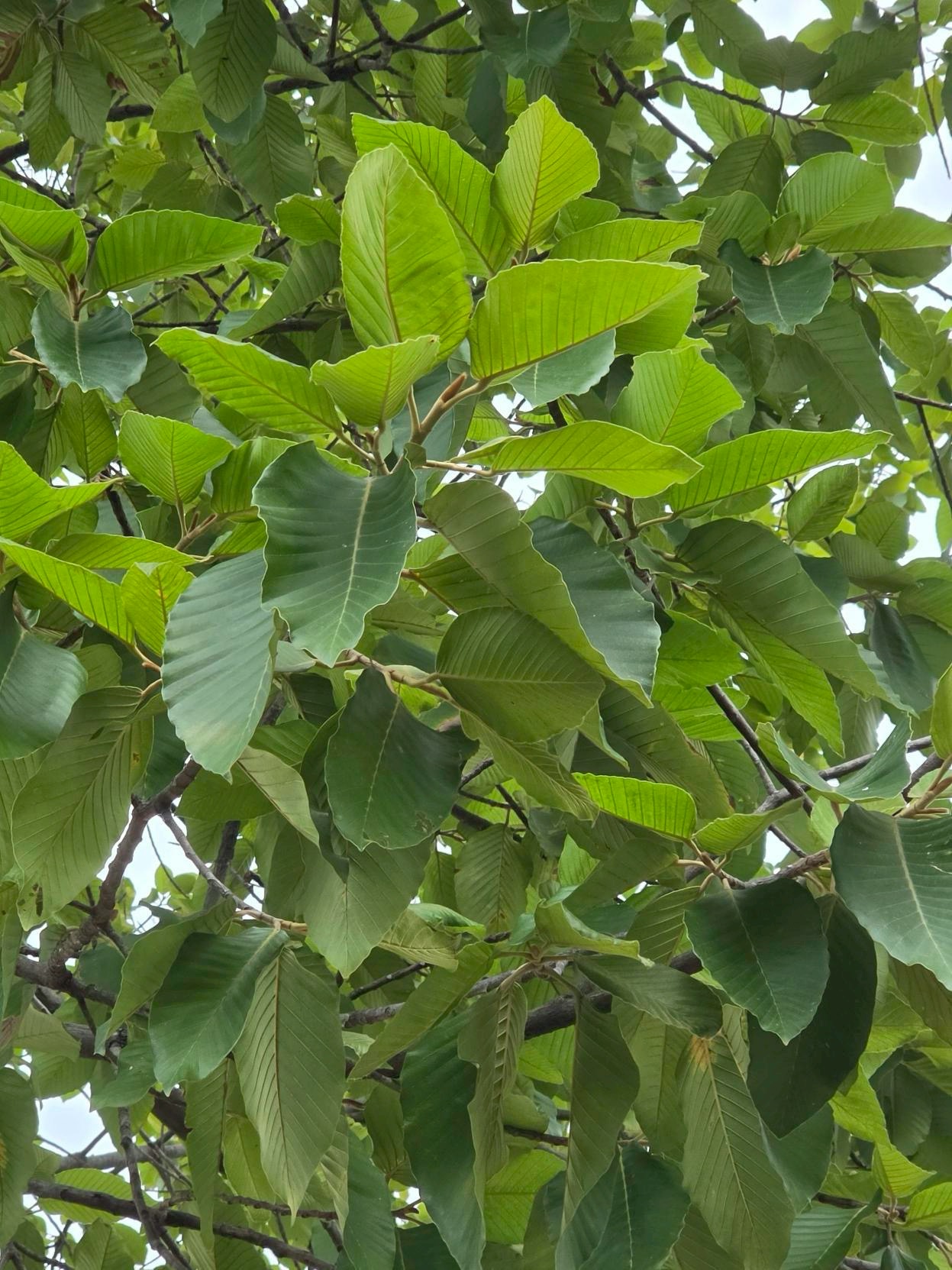 ยางนา (leaf)