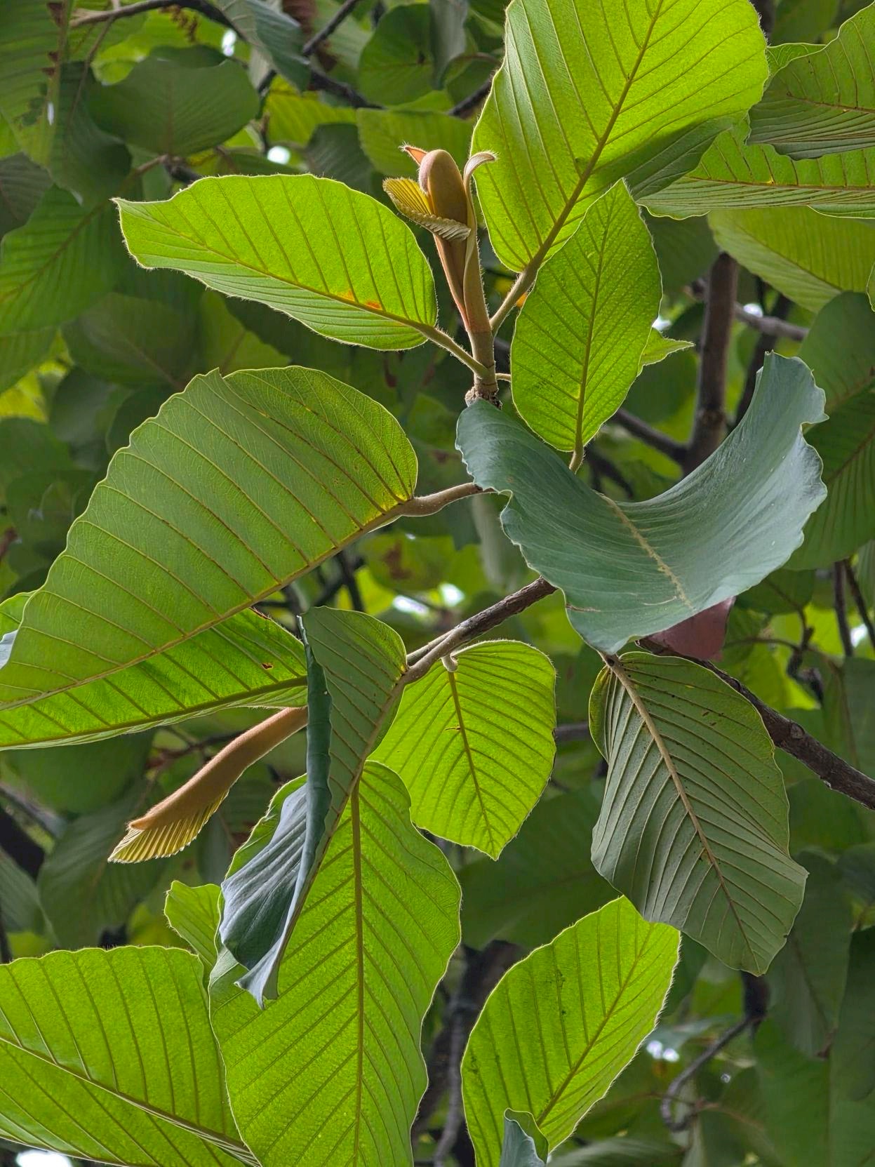 ยางนา (leaf)