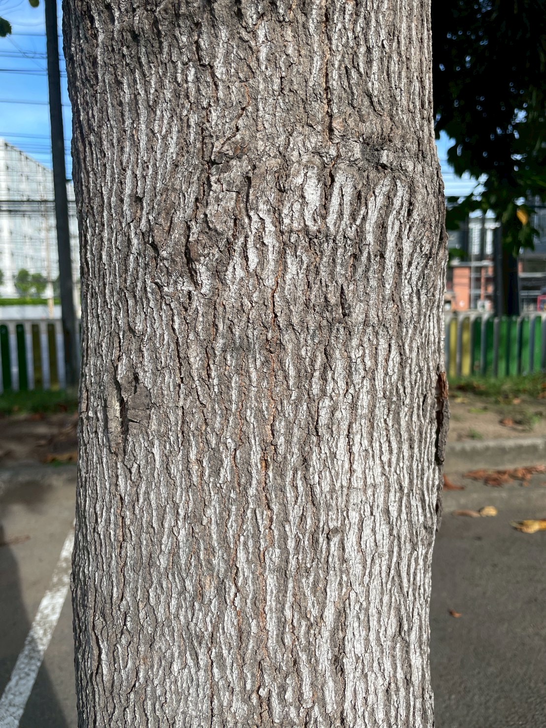 ยางนา (trunk)