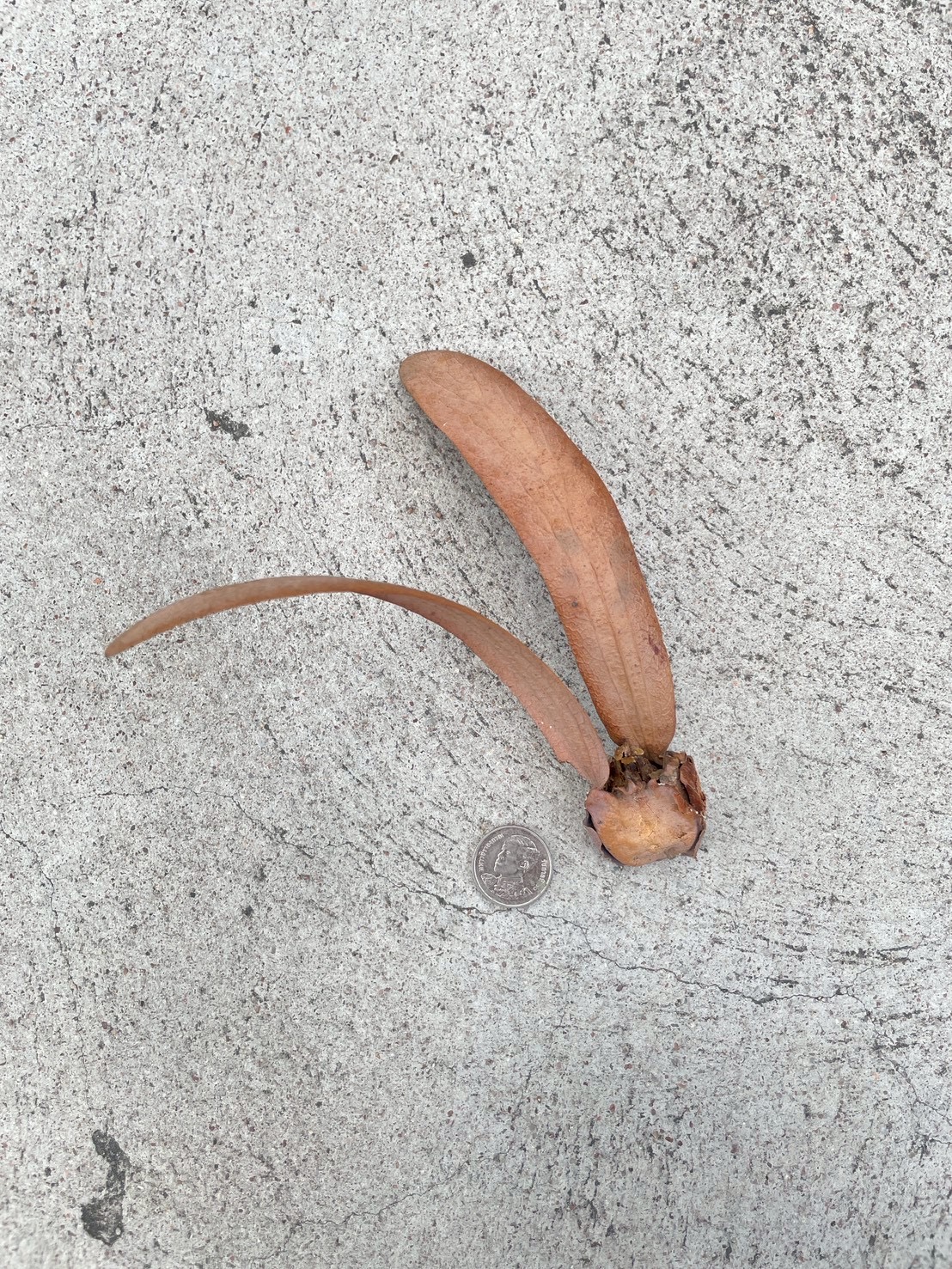 ยางนา (fruit)