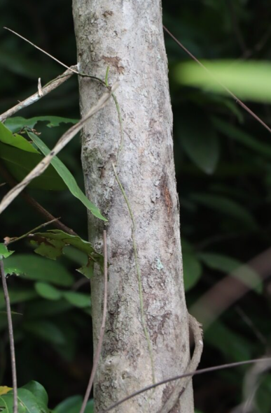 เม่าไข่ปลา (trunk)