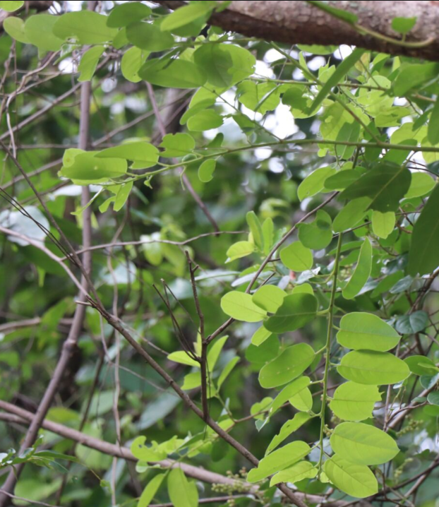 เม่าไข่ปลา (leaf)