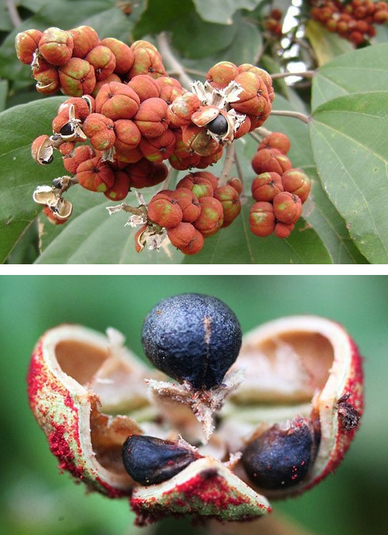 คำแสด (fruit)