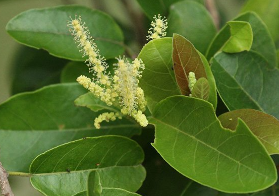 เม่าไข่ปลา (flower)