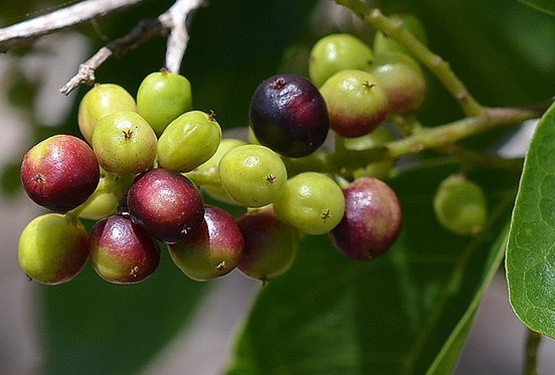 เม่าไข่ปลา (fruit)