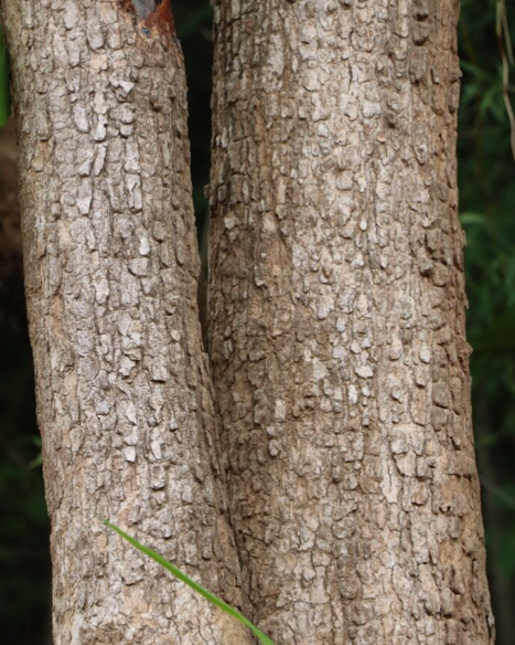 มะกอกเกลี้อน (trunk)