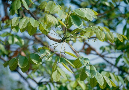 มะกอกเกลี้อน (leaf)