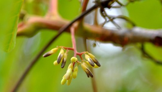 มะกอกเกลี้อน (flower)