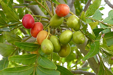 มะกอกเกลี้อน (fruit)