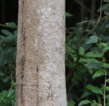 เขลง (trunk)