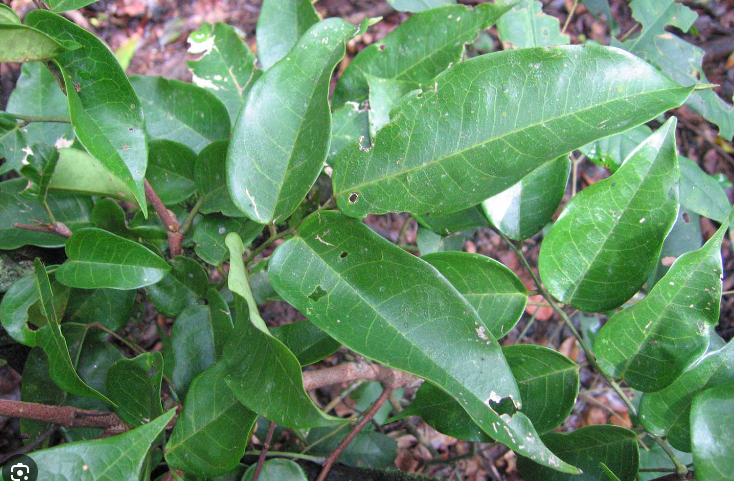เขลง (leaf)