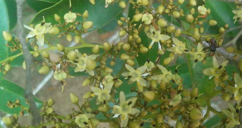 เขลง (flower)