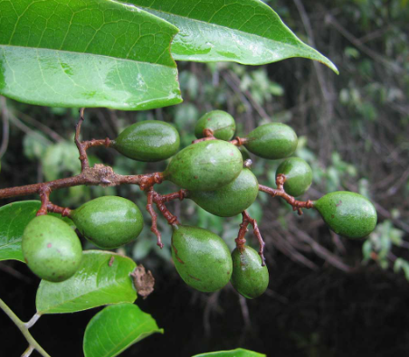 เขลง (fruit)