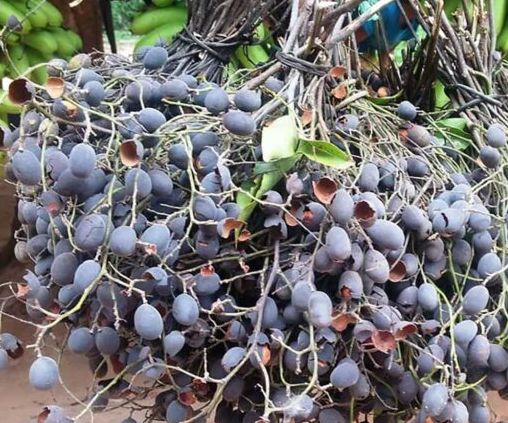 เขลง (dry-fruit)
