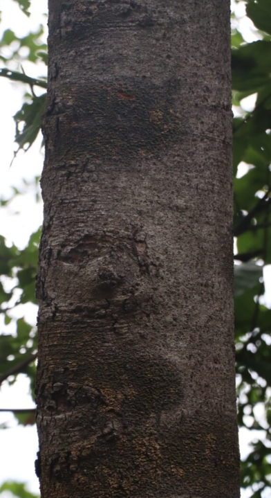 แจง (trunk)