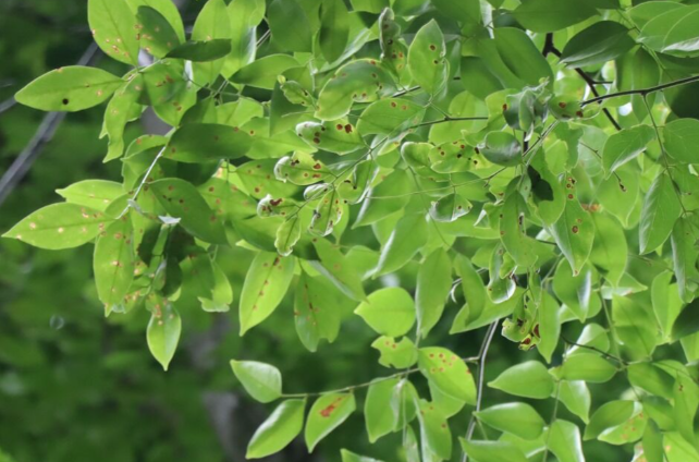 แจง (leaf)