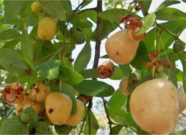 แจง (fruit)
