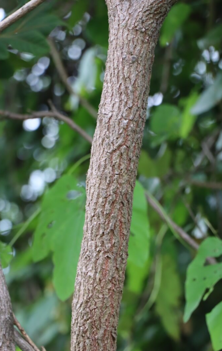 มะหวด (trunk)