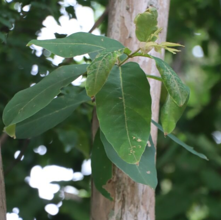 อินทรชิต (leaf)