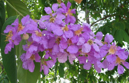 อินทรชิต (flower)