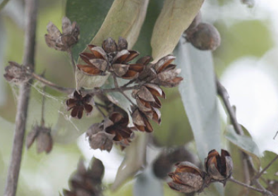 อินทรชิต (dry-fruit)